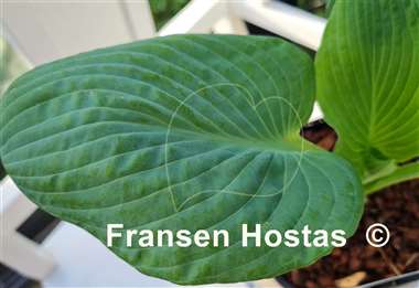 Hosta Generation X